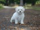 chiot bichon frisé femelle a donner 