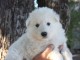 chiot berger blanc suisse a donner 