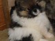 chiot spitz allemand disponible à partir 