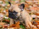 chiot bouledogue français à donner 