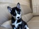 chiot husky sibérien adorable 