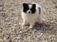 je donne chiot spitz allemand 