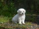 magnifique chiot bichon frisé femelle 