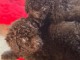 bébé chiot caniche a donner 
