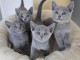 Vaillant chatons chartreux disponible à l