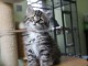 Chaton Sibérien femelle – 13 semaines – Famille sérieuse