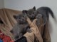 Des petites merveilles chatons  chartreux pour adoption 