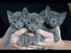 Des chatons chartreux mâles disponibles pour adoption 