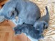 Bébés femelles chatons chartreux disponible 