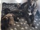 bébé chiot Cane Corso disponible pour adoption 