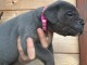 je donne chiot cane corso disponible 