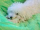 bébé chiot bichon frisé femelle a donner 