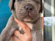 Bébé chiot Cane Corso disponible 