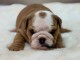 magnifique chiot bulldog anglais mâle 
