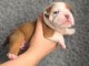 bébé chiot bulldog anglais 