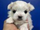 bébé chiot bichon maltais disponible 