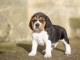 bébé chiot beagle disponible 