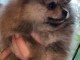 adorable chiot spitz allemand disponible 