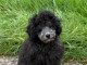 magnifique chiot caniche disponible 