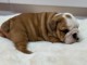 chiot bulldog anglais mâle pour adoption 