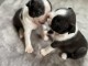 🐶 Adorable chiot Boston Terrier à réserver 🐾