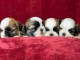 adoption chiot Shih Tzu pour noël 