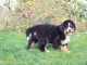adorable chiot bouvier bernois a donner 