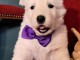 adorable chiot berger blanc suisse 