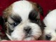magnifique chiot Shih Tzu a donner 