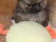 magnifique chiot spitz allemand 