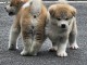 chiot Akita inu a donner 