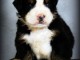 magnifique chiot bouvier bernois a donner 