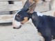 chiot Bull terrier femelle a donner 