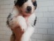 bébé chiot berger australien disponible 