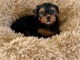 bébé chiot Yorkshire disponible 