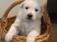 chiot berger blanc suisse adoption
