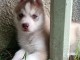 chiot husky sibérien adorable 
