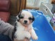 chiot berger australien disponible 
