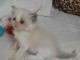 bébé chaton ragdoll femelle 