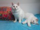 magnifique chaton ragdoll femelle et mâle 