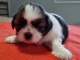 magnifique chiot Shih Tzu à donner 