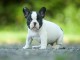 magnifique chiot bouledogue français 