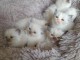Dons chaton ragdoll femelle et mâle 
