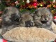 magnifique chiot spitz allemand disponible pour adoption 