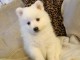 Adorable chiot spitz allemand 