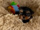 Bébé chiot Yorkshire terrier femelle 