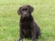 magnifique chiot labrador retriever 