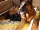 bébé chiot berger allemand disponible 