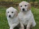 chiot golden retriever mâle a donner 