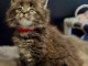 magnifique chaton maine coon disponible 